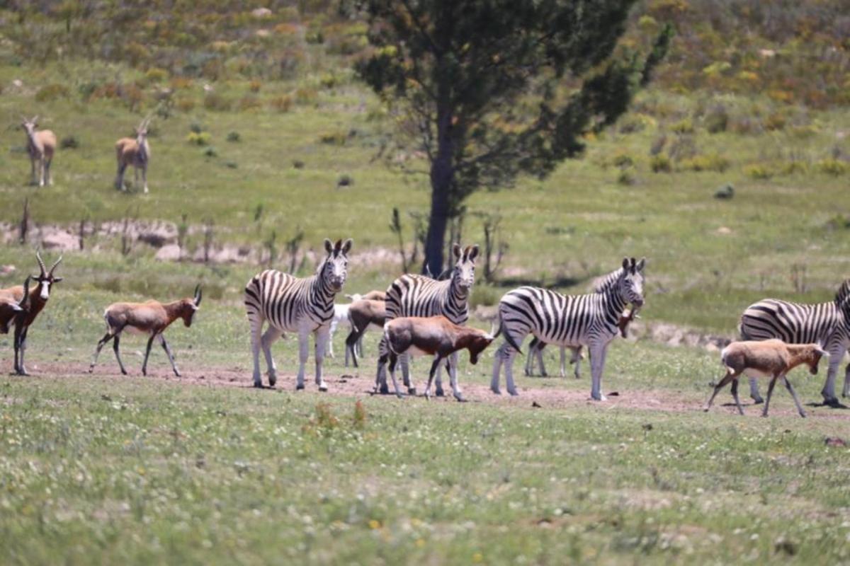 Soloko Game Farm Villa Kareedouw ภายนอก รูปภาพ